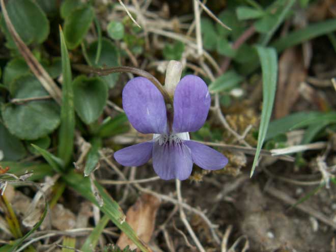 Dog Violet