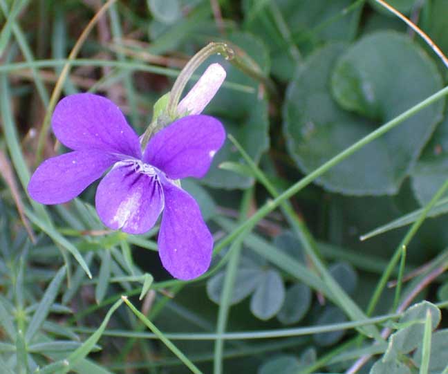 Click on the image to show an image showing the pointed sepals