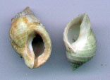 Dogwhelk, NucelLapillus