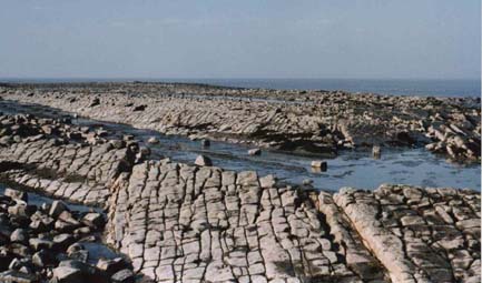 Dorset Shore