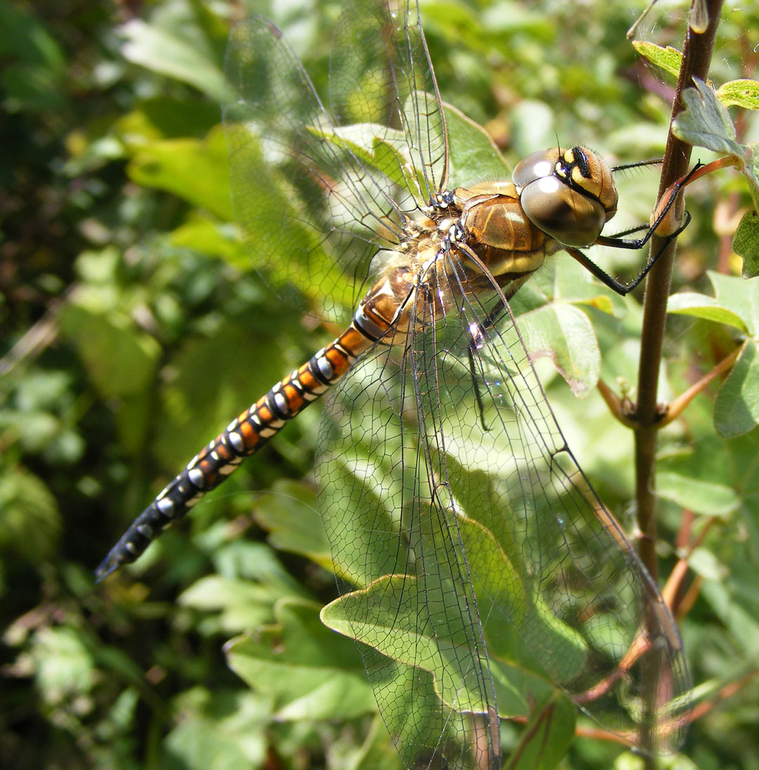 Migrant Hawker