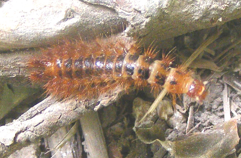 Drilus larva