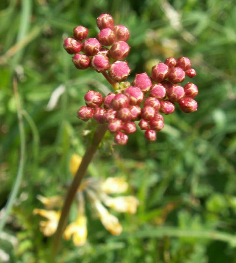 Dropwort buds