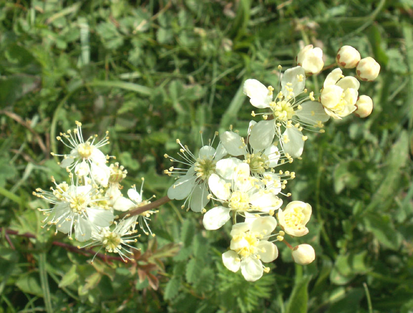 Dropwort