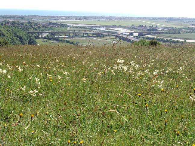 Dropwort is the white flower