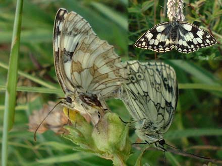 Marbled White Butterflies (Photographs by Ray Hamblett)