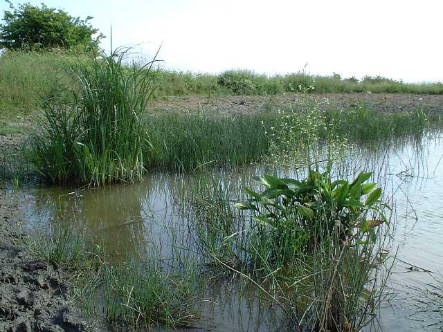 Lancing Ring Dewpond Photographs by Ray Hamblett)