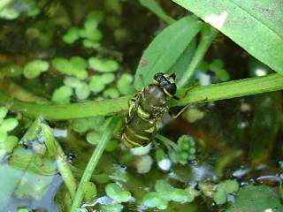 Stratiomys potamida actually emerging from the pond (Photograph by Ray Hamblett)