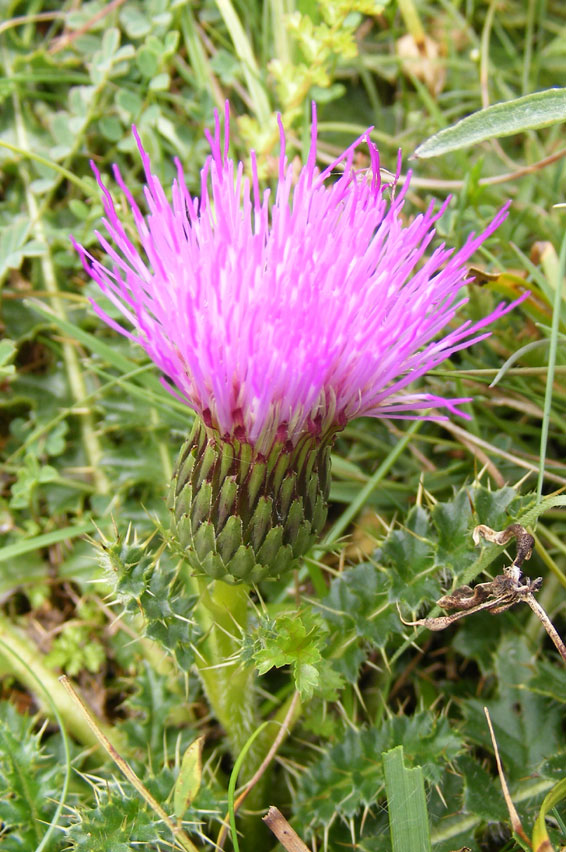 Stemless Thistle