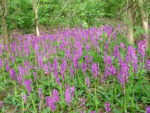 Early Purple Orchids (Photograph by Ray Hamblett)