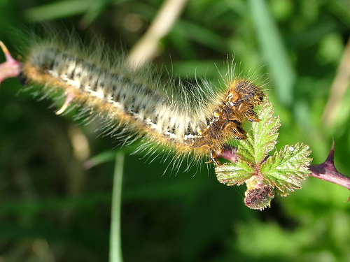 Caterpillar (Photograph by Ray Hamblett)