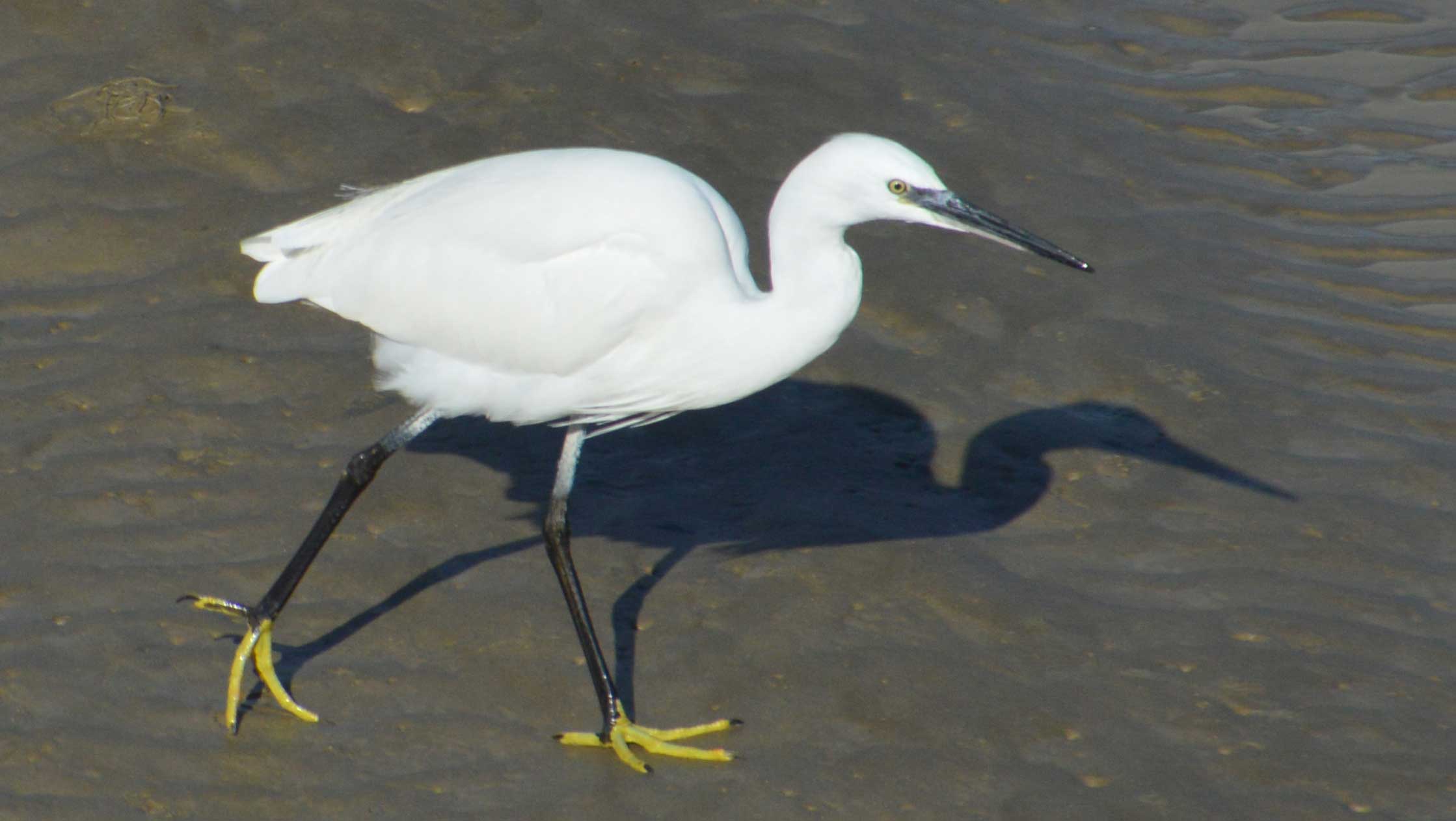 Little Egret