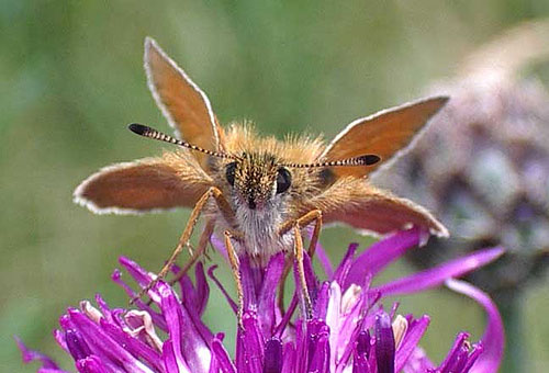 Essex Skipper