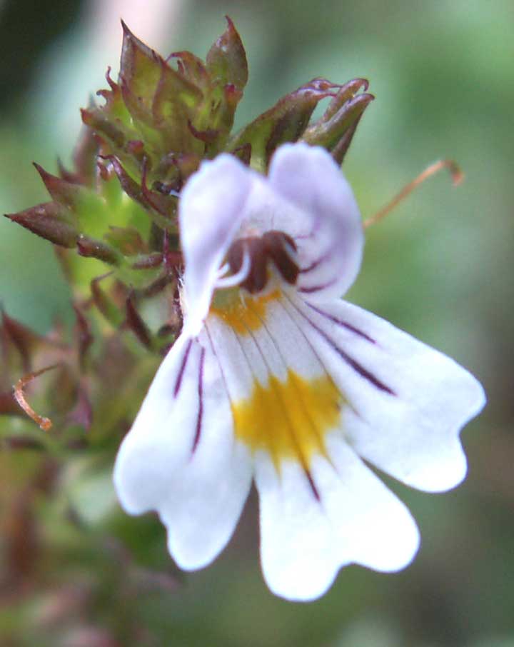 Eyebright (miniature flower)