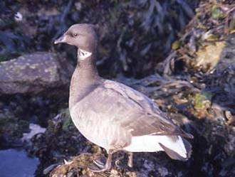 Brent Goose