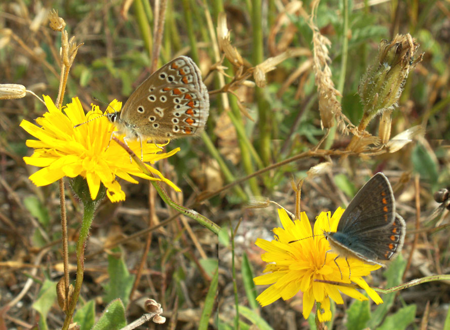 Female Common Blues