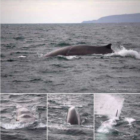 Fin Whale