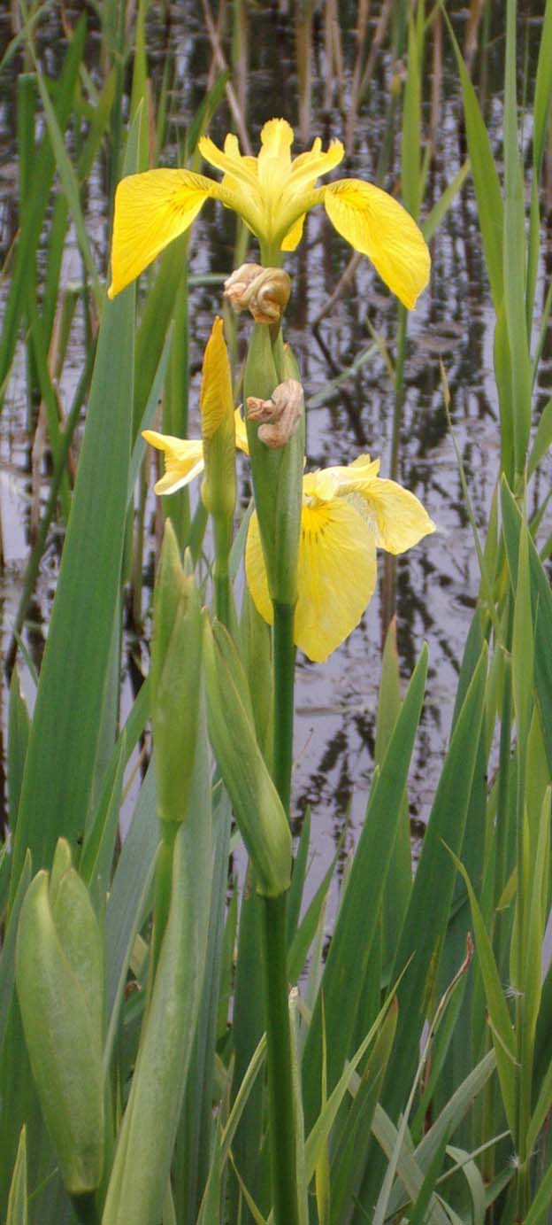 Yellow Flag (Photograph by Andy Horton) in the stream running eastwards towards the Waterworkss