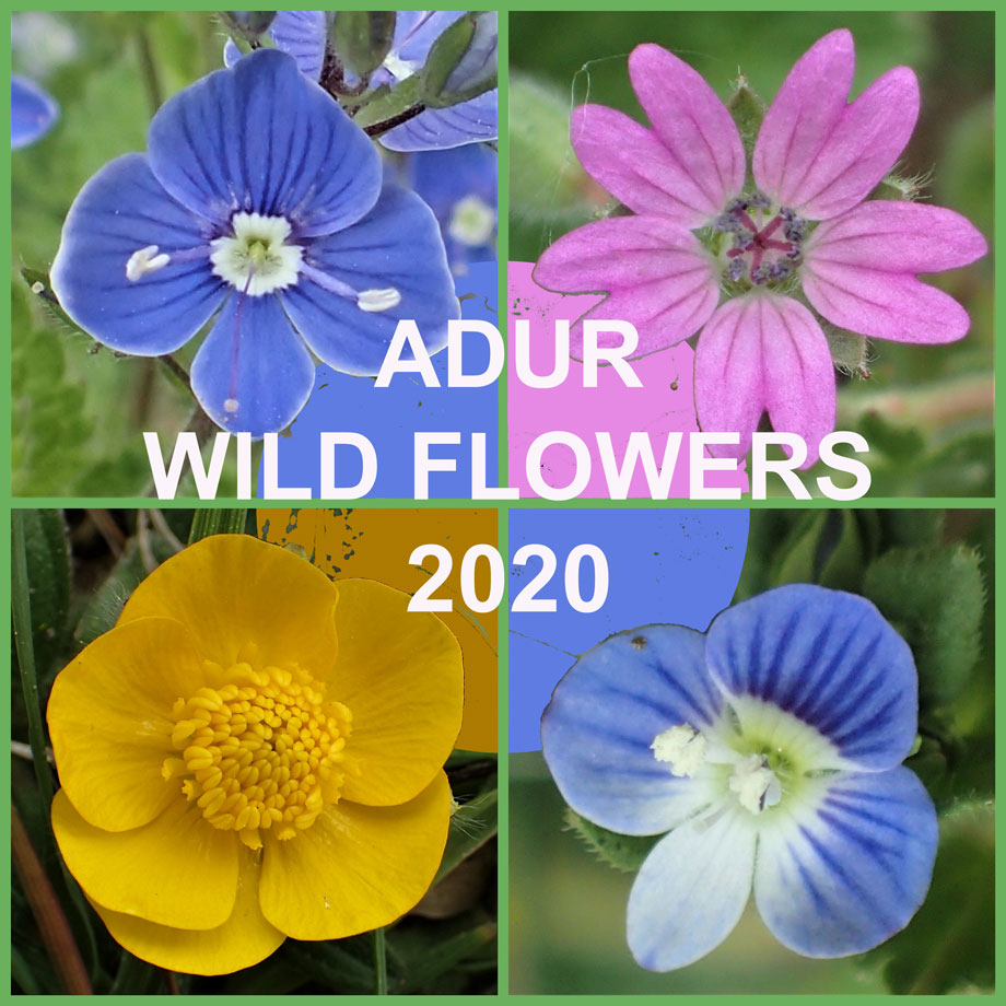 Adur Wild Flowers 2020