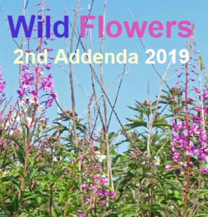 Adur Wild Flowers 2019