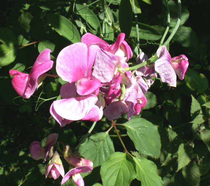 Broad-leaved Everlasting-pea