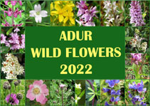 Adur Wild Flowers 2022