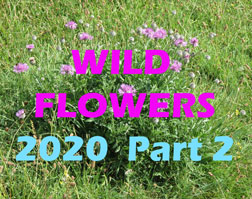 Adur Wild Flowers 2020 Post-Solstice