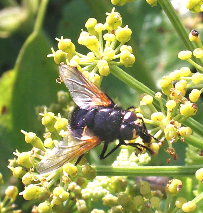 Horse-fly, Mesembrina meridiana