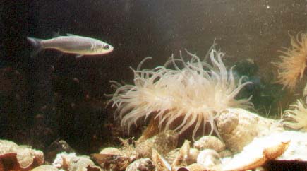 My first photograph of Actinia fragacea with a young Grey Mullet (by Andy Horton 1979)