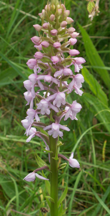 Fragrant Orchid