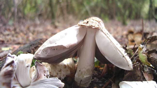 Broken mushroom in the soil poking through the leaf litter under a canopy of Field Maple