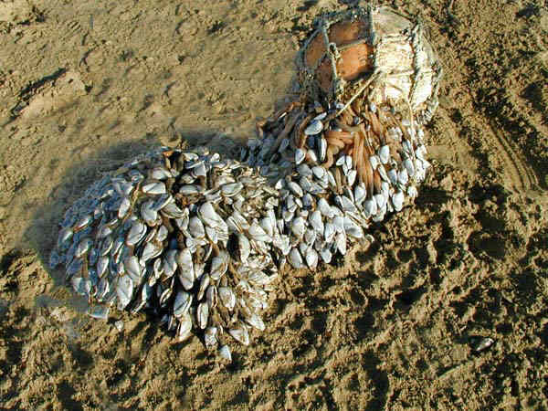 Goose Barnacles (Photograph by Jim Hall)