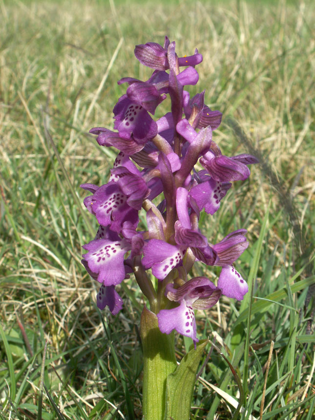 Green-winged Orchid