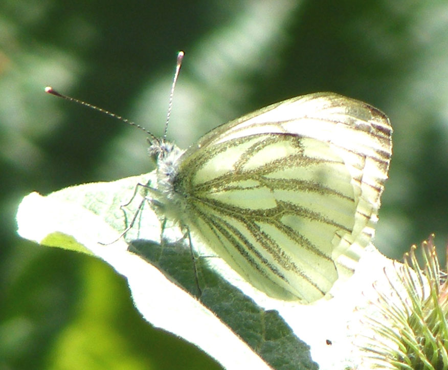 Green-veined White