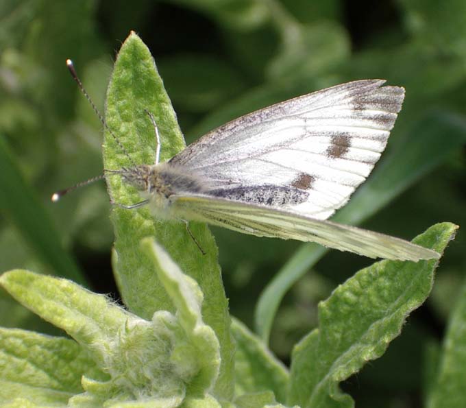 Green-veined White (Photographs by Andy Horton)