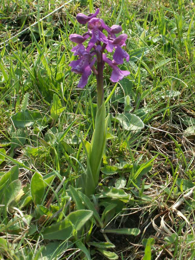 Green-winged Orchids on Anchor Bottom