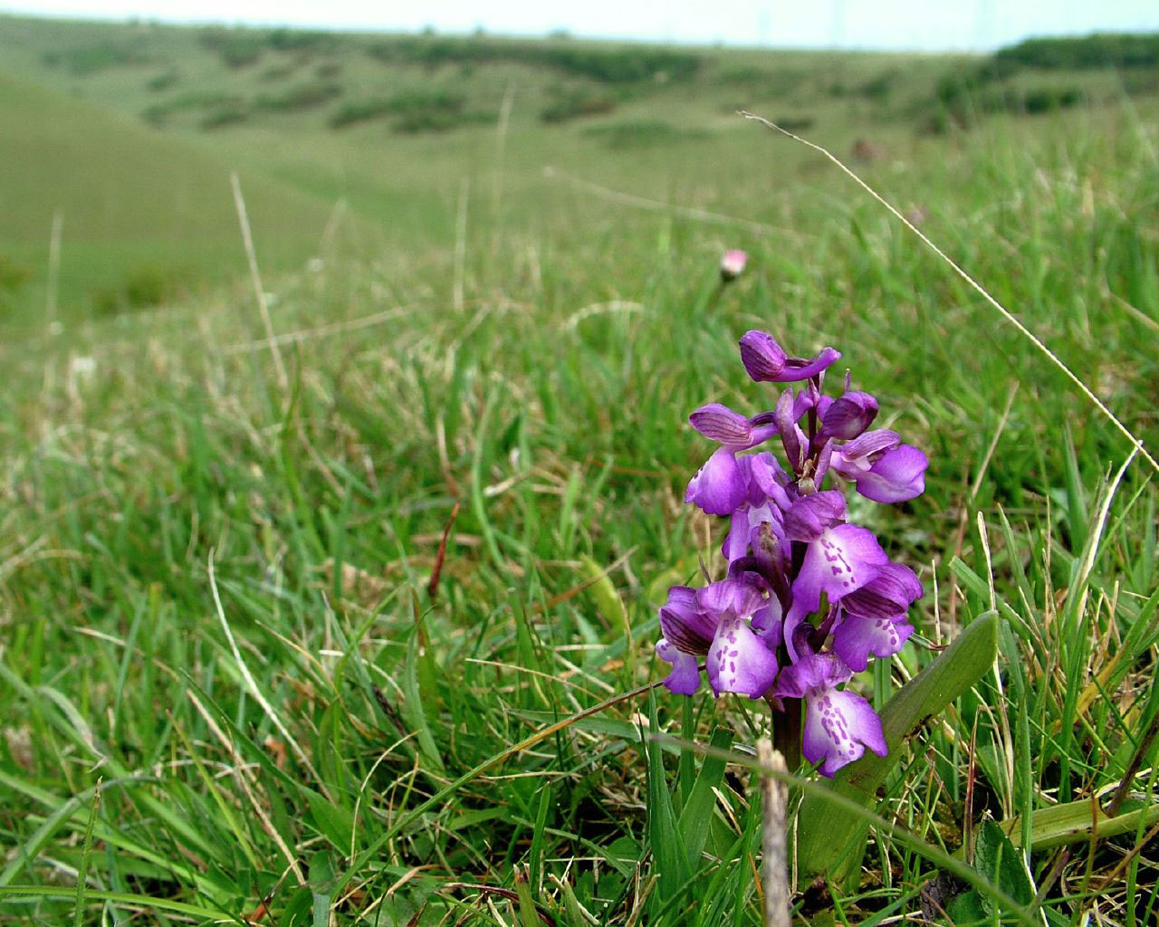 Green-winged Orchid in its habitat (Photograph by Ray Hamblett)