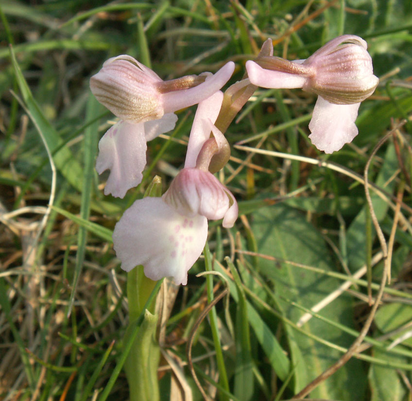 Green-winged Orchid (pale specimen)