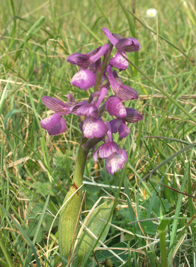 Green-winged Orchid