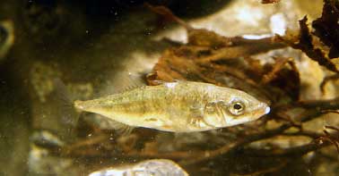 Stickleback (Photograph by Andy Horton)