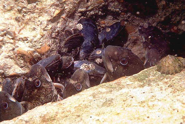 A gang of Blennies, Lipophrys pholis, in a breeding congregation off Worthing, Sussex (a unique photograph by Paul Parsons)