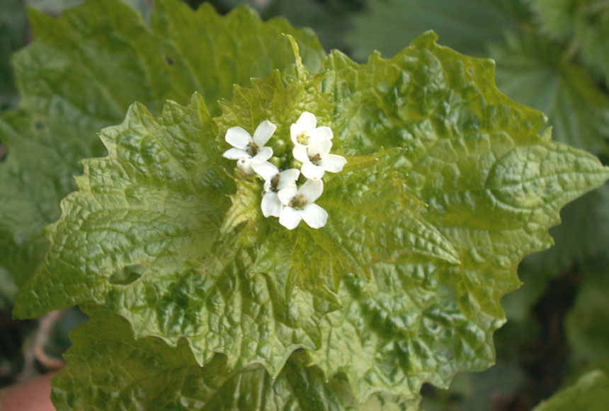 Garlic Mustard