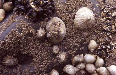 Mussels, Limpets and Dogwhelks from Southwick beach, Sussex (Photograph by Andy Horton)