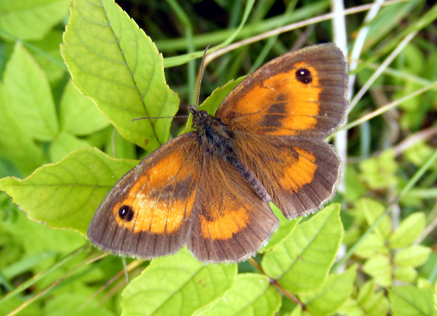 Male Gatekeeper on the Slonk Hill Cutting south