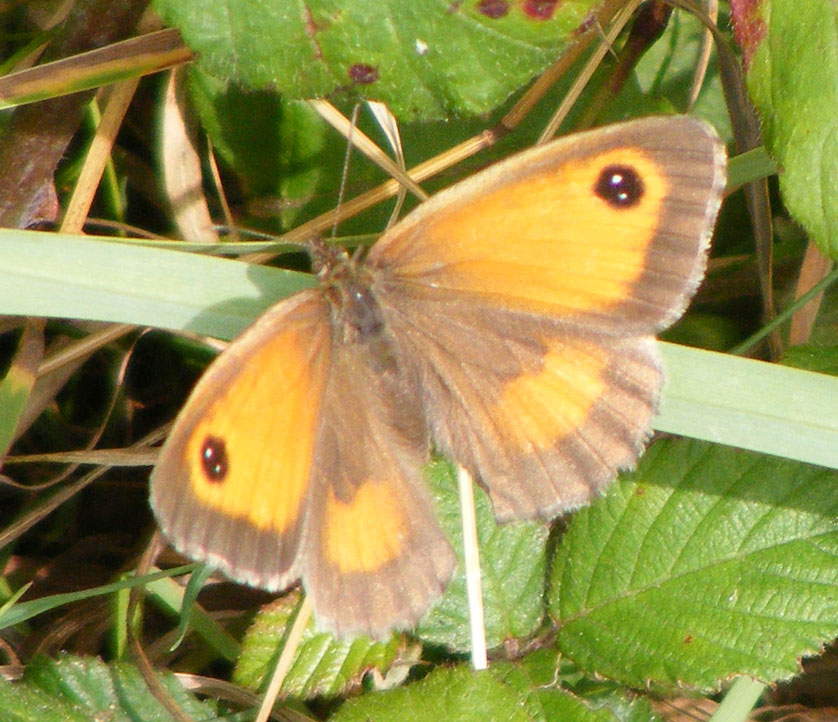 Female Gatekeeper