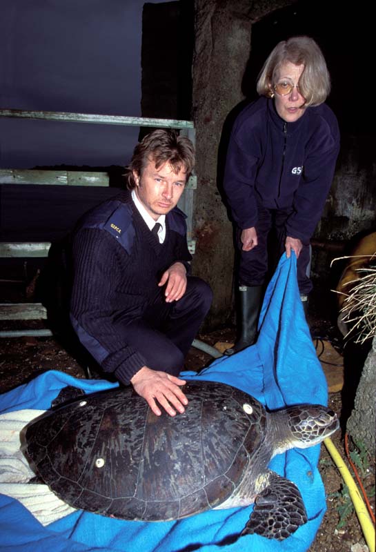 Green Turtle found on Guernsey 1/2003 (Photograph  by Richard Lord, Guernsey)