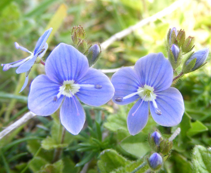 Germander Speedwell