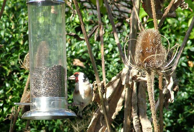 Goldfinch on Niger feeder with Teasel (Top photograph by Jan Hamblett)  (Click on the image for a photograph by Andy Horton)