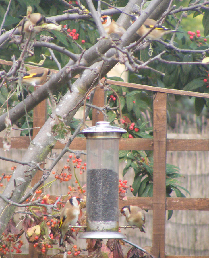 Five Goldfinches on the feeder