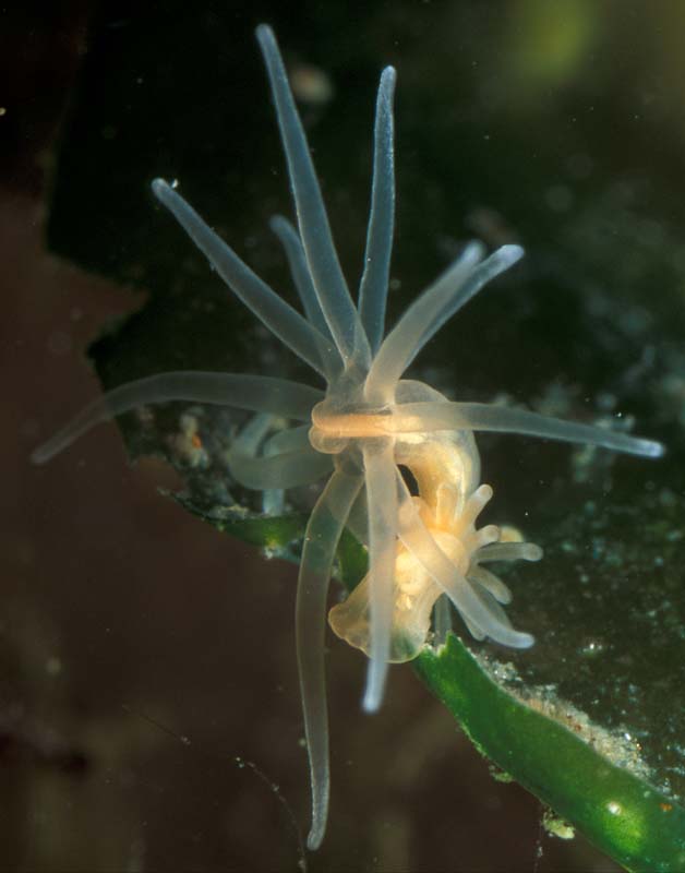 Gonactinia prolifera     Richard Lord